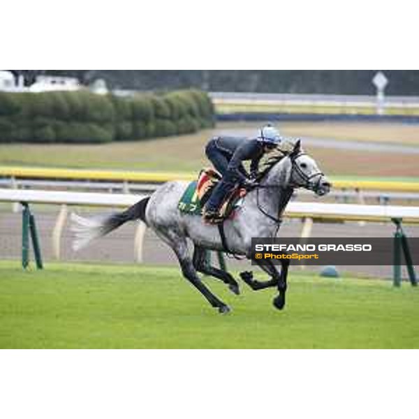 The 38th Japan Cup in association with Longines - morning track works Ryan Moore on Capri Tokyo - Fuchs racecourse, 22nd nov. 2018