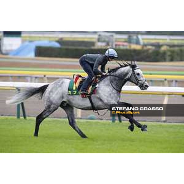 The 38th Japan Cup in association with Longines - morning track works Ryan Moore on Capri Tokyo - Fuchs racecourse, 22nd nov. 2018