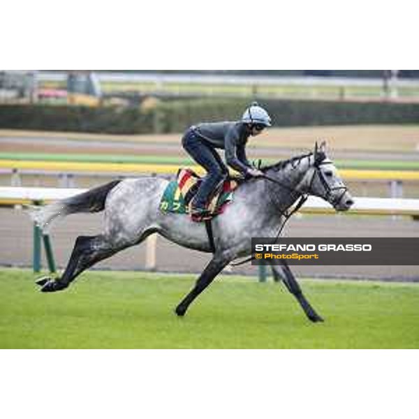 The 38th Japan Cup in association with Longines - morning track works Ryan Moore on Capri Tokyo - Fuchs racecourse, 22nd nov. 2018