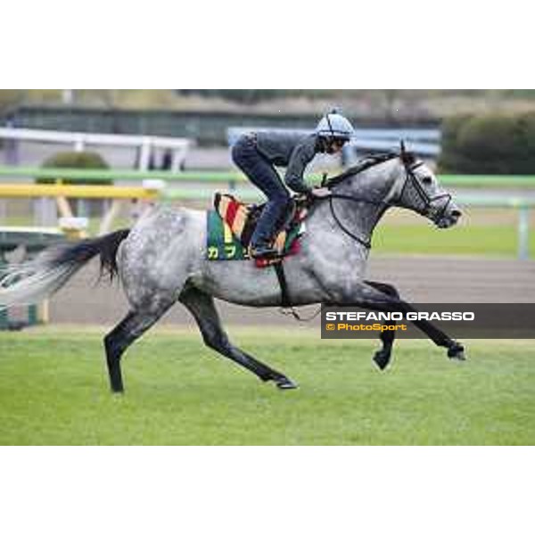 The 38th Japan Cup in association with Longines - morning track works Ryan Moore on Capri Tokyo - Fuchs racecourse, 22nd nov. 2018