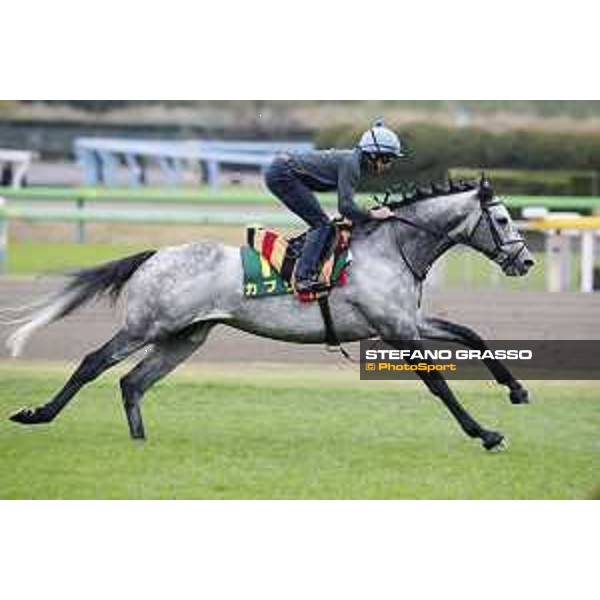 The 38th Japan Cup in association with Longines - morning track works Ryan Moore on Capri Tokyo - Fuchs racecourse, 22nd nov. 2018