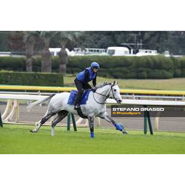 The 38th Japan Cup in association with Longines - morning track works Thundering Blue Tokyo - Fuchs racecourse, 22nd nov. 2018