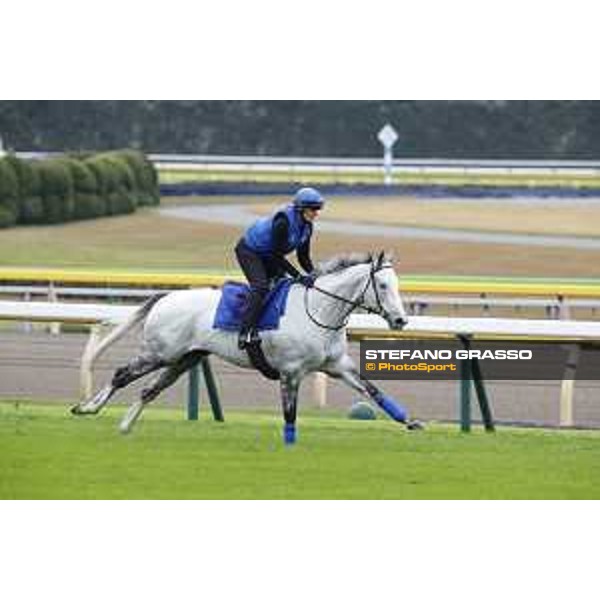 The 38th Japan Cup in association with Longines - morning track works Thundering Blue Tokyo - Fuchs racecourse, 22nd nov. 2018