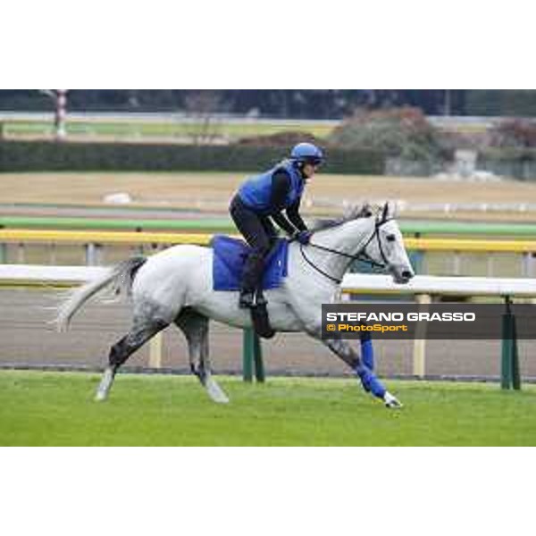 The 38th Japan Cup in association with Longines - morning track works Thundering Blue Tokyo - Fuchs racecourse, 22nd nov. 2018