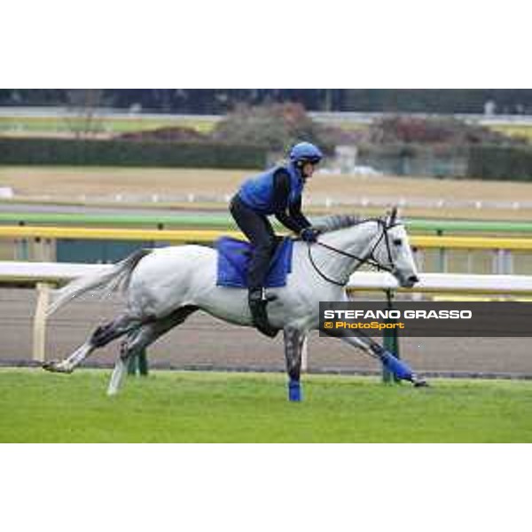 The 38th Japan Cup in association with Longines - morning track works Thundering Blue Tokyo - Fuchs racecourse, 22nd nov. 2018