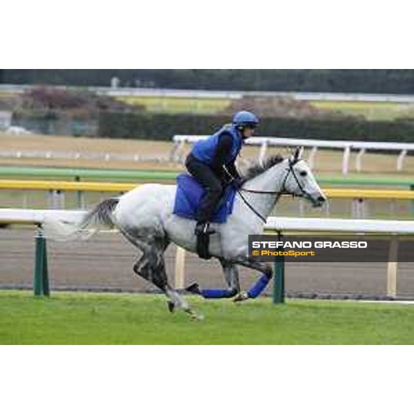 The 38th Japan Cup in association with Longines - morning track works Thundering Blue Tokyo - Fuchs racecourse, 22nd nov. 2018