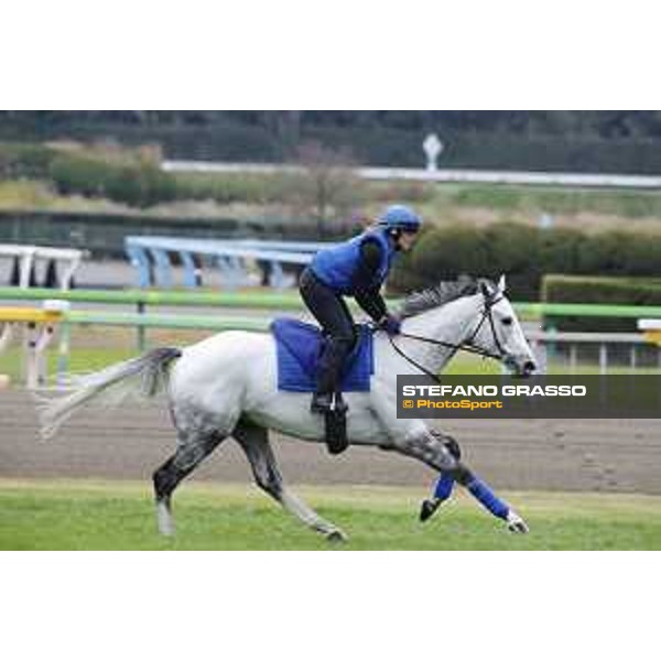 The 38th Japan Cup in association with Longines - morning track works Thundering Blue Tokyo - Fuchs racecourse, 22nd nov. 2018