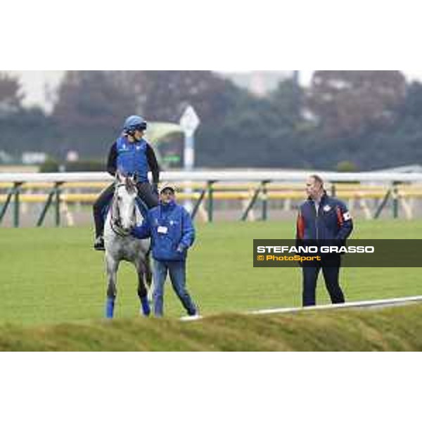 The 38th Japan Cup in association with Longines - morning track works Thundering Blue with trainer David Menuisier Tokyo - Fuchs racecourse, 22nd nov. 2018