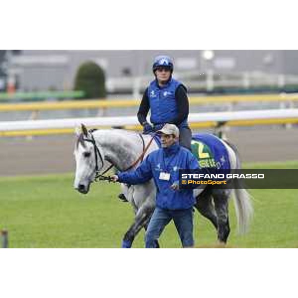 The 38th Japan Cup in association with Longines - morning track works Thundering Blue Tokyo - Fuchs racecourse, 22nd nov. 2018