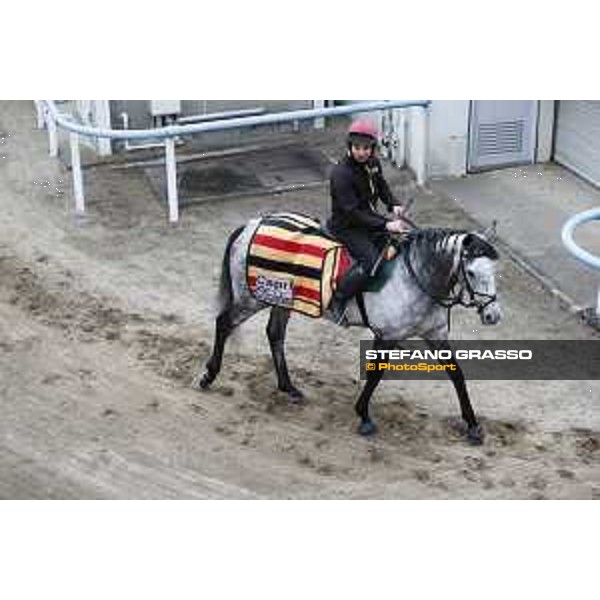 The 38th Japan Cup in association with Longines - morning track works Capri Tokyo - Fuchs racecourse, 22nd nov. 2018