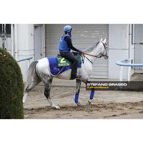 The 38th Japan Cup in association with Longines - morning track works Thundering Blue Tokyo - Fuchs racecourse, 22nd nov. 2018