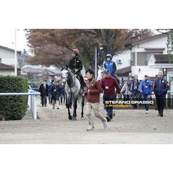 The 38th Japan Cup in association with Longines - morning track works Capri and Thundering Blue Tokyo - Fuchs racecourse, 22nd nov. 2018