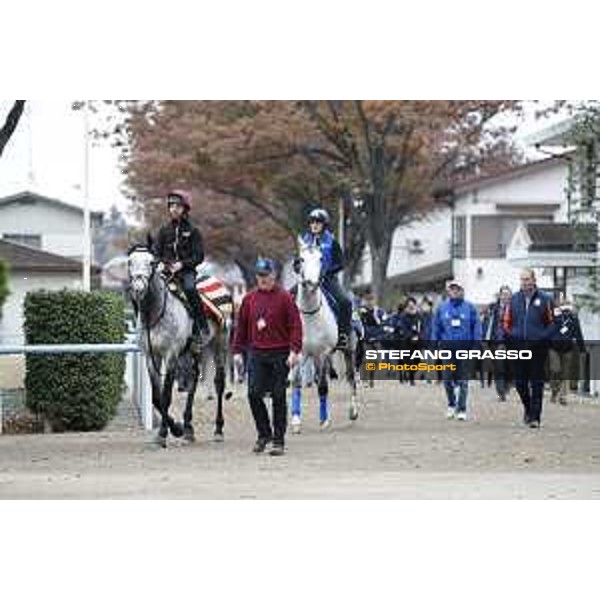 The 38th Japan Cup in association with Longines - morning track works Capri and Thundering Blue Tokyo - Fuchs racecourse, 22nd nov. 2018