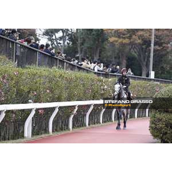 The 38th Japan Cup in association with Longines - morning track works Capri Tokyo - Fuchs racecourse, 22nd nov. 2018