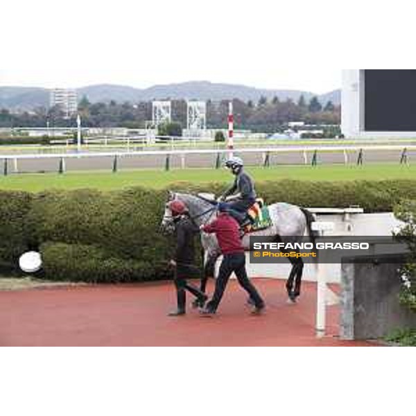 The 38th Japan Cup in association with Longines - morning track works Ryan Moore on Capri Tokyo - Fuchs racecourse, 22nd nov. 2018