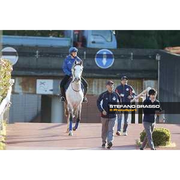 The 38th Japan Cup in association with Longines - Morning track works - Thundering Blue Tokyo - Fuchu racecourse 23rd nov. 2018