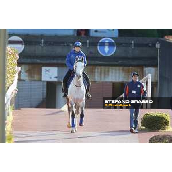 The 38th Japan Cup in association with Longines - Morning track works - Thundering Blue Tokyo - Fuchu racecourse 23rd nov. 2018