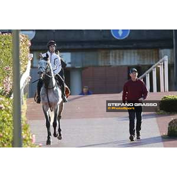 The 38th Japan Cup in association with Longines - Morning track works - Capri Tokyo - Fuchu racecourse 23rd nov. 2018