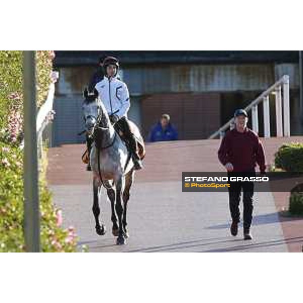 The 38th Japan Cup in association with Longines - Morning track works - Capri Tokyo - Fuchu racecourse 23rd nov. 2018