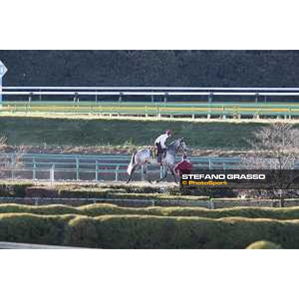 The 38th Japan Cup in association with Longines - Morning track works - Capri Tokyo - Fuchu racecourse 23rd nov. 2018