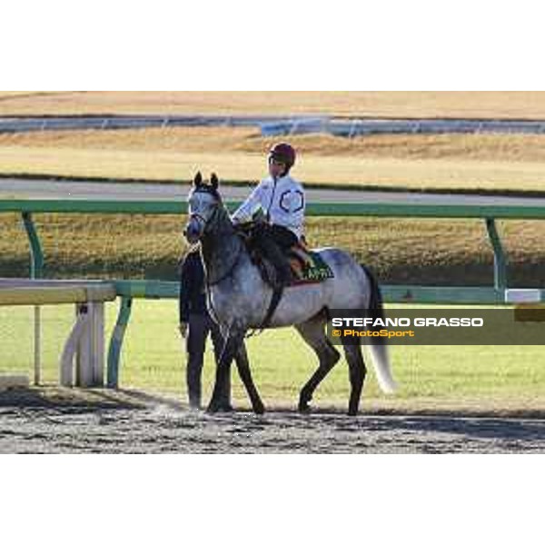 The 38th Japan Cup in association with Longines - Morning track works - Capri Tokyo - Fuchu racecourse 23rd nov. 2018