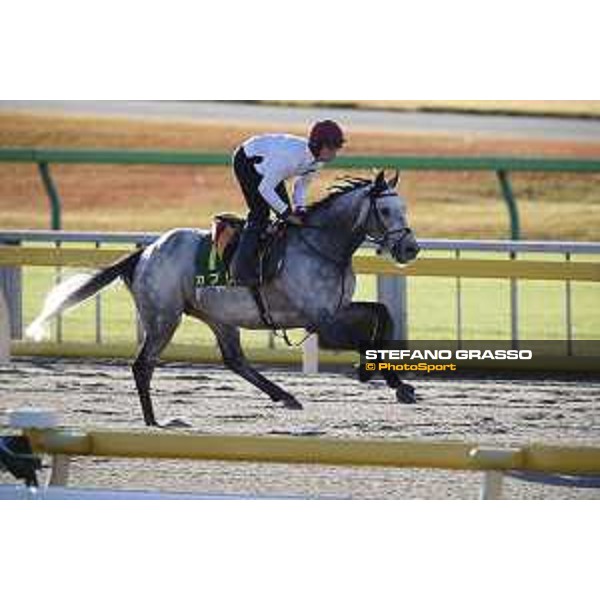 The 38th Japan Cup in association with Longines - Morning track works - Capri Tokyo - Fuchu racecourse 23rd nov. 2018