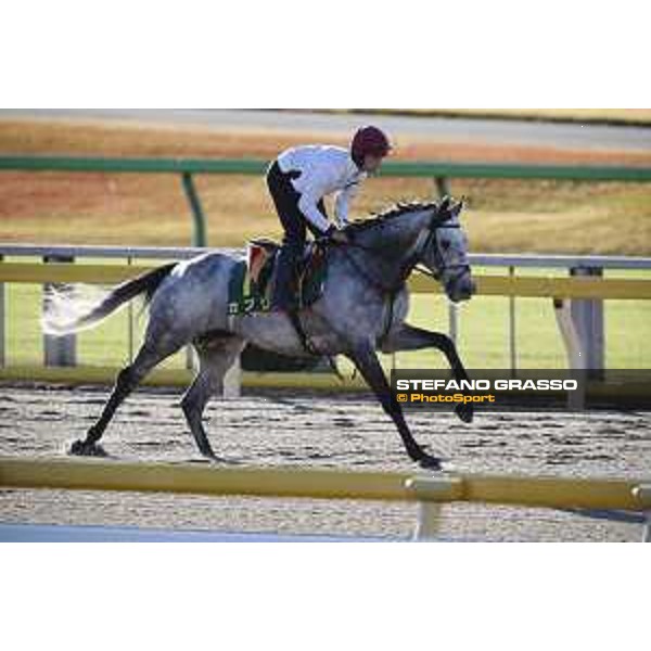 The 38th Japan Cup in association with Longines - Morning track works - Capri Tokyo - Fuchu racecourse 23rd nov. 2018