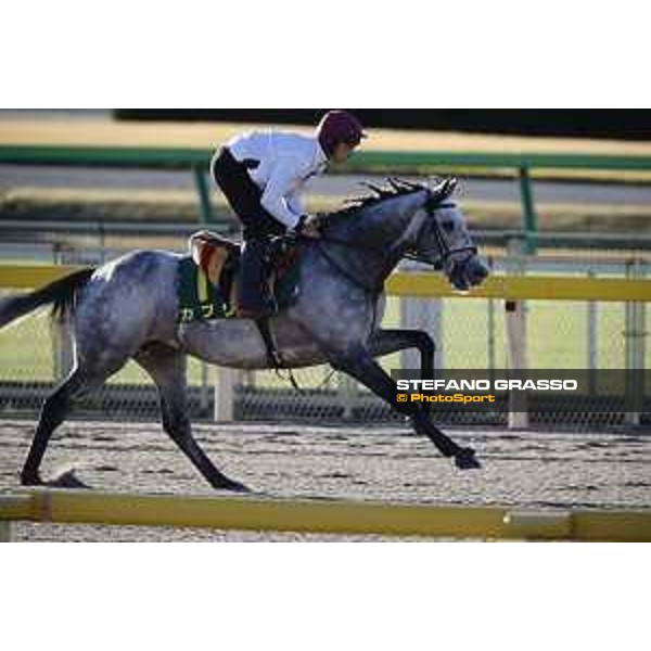 The 38th Japan Cup in association with Longines - Morning track works - Capri Tokyo - Fuchu racecourse 23rd nov. 2018