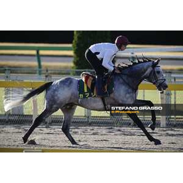 The 38th Japan Cup in association with Longines - Morning track works - Capri Tokyo - Fuchu racecourse 23rd nov. 2018