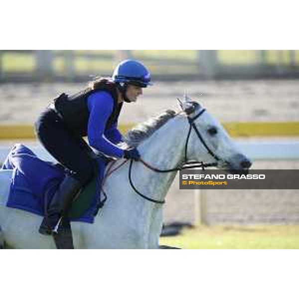 The 38th Japan Cup in association with Longines - Morning track works - Thundering Blue Tokyo - Fuchu racecourse 23rd nov. 2018