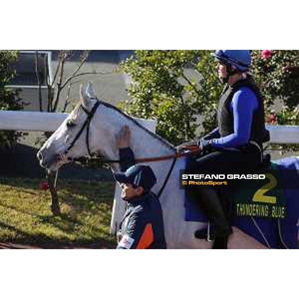 The 38th Japan Cup in association with Longines - Morning track works - Thundering Blue Tokyo - Fuchu racecourse 23rd nov. 2018