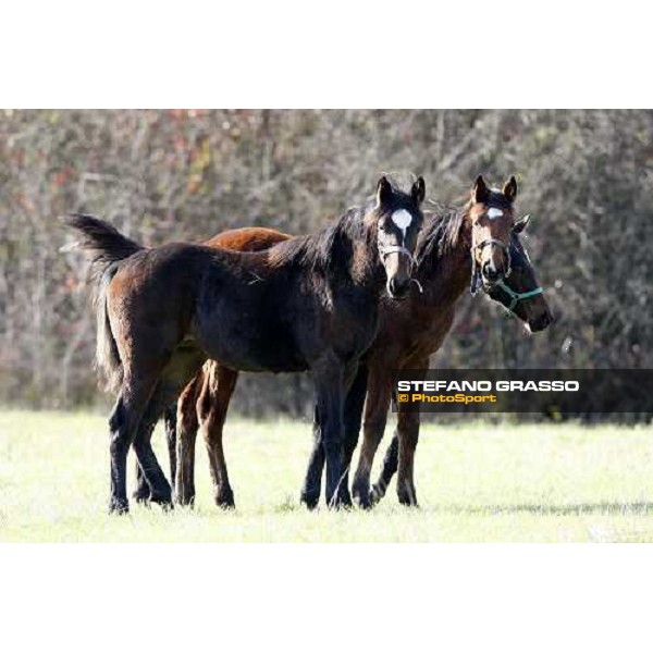 foals in the paddocks of All. I Mandorli Cedri - Peccioli (PI) - 10th nov. 2008 ph. Stefano Grasso