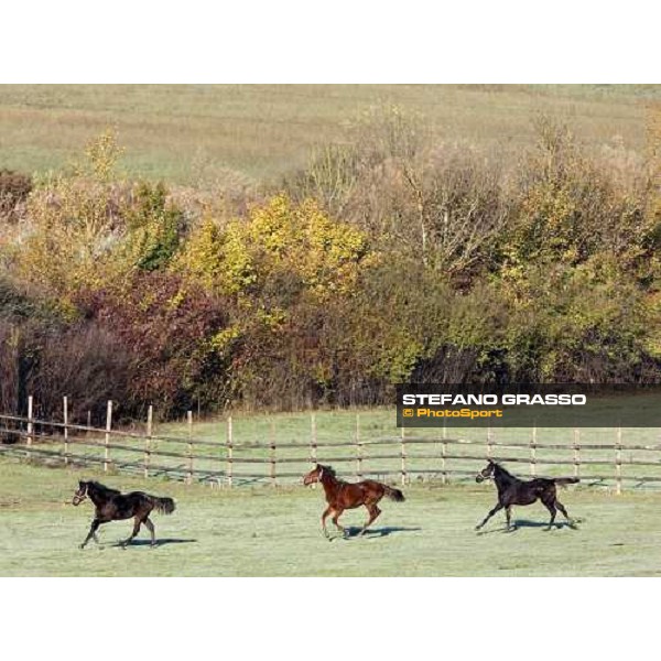 foals at All. I Mandorli Cedri - Peccioli (PI) - 10th nov. 2008 ph. Stefano Grasso