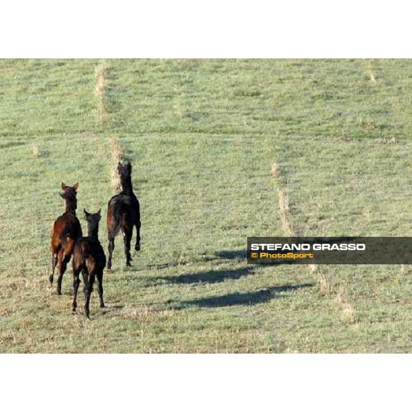 foals at All. I Mandorli Cedri - Peccioli (PI) - 10th nov. 2008 ph. Stefano Grasso