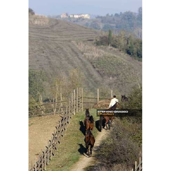 Mares at All. I Mandorli Cedri - Peccioli (PI) - 10th nov. 2008 ph. Stefano Grasso