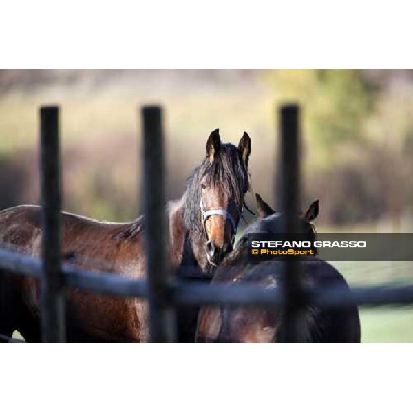 Mares at All. I Mandorli Cedri - Peccioli (PI) - 10th nov. 2008 ph. Stefano Grasso