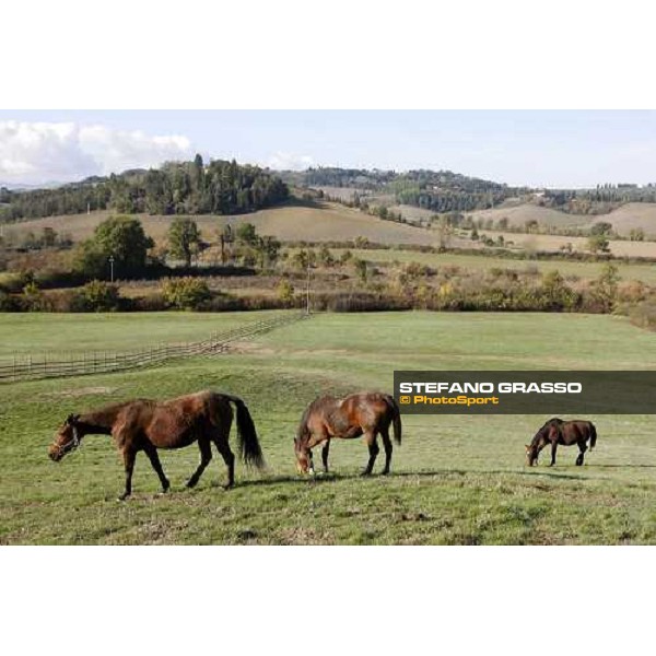 Mares at All. I Mandorli Cedri - Peccioli (PI) - 10th nov. 2008 ph. Stefano Grasso