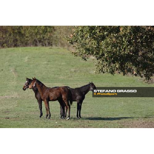 foals in the paddocks of All. I Mandorli Cedri - Peccioli (PI) - 10th nov. 2008 ph. Stefano Grasso