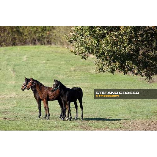 foals in the paddocks of All. I Mandorli Cedri - Peccioli (PI) - 10th nov. 2008 ph. Stefano Grasso