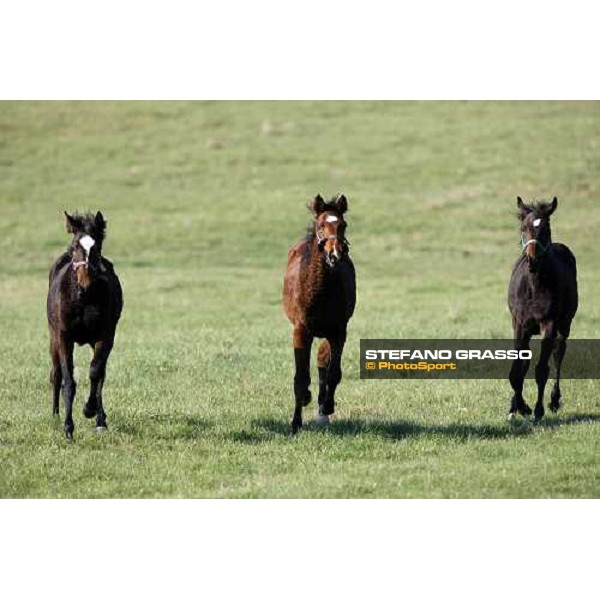 foals in the paddocks of All. I Mandorli Cedri - Peccioli (PI) - 10th nov. 2008 ph. Stefano Grasso