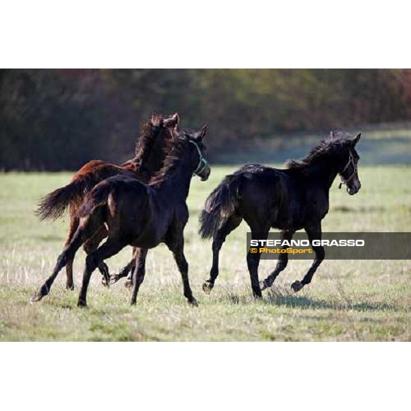 foals in the paddocks of All. I Mandorli Cedri - Peccioli (PI) - 10th nov. 2008 ph. Stefano Grasso