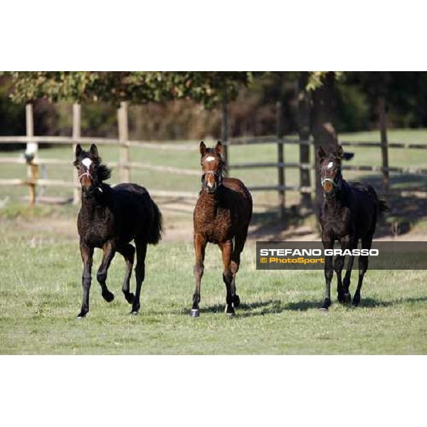 foals in the paddocks of All. I Mandorli Cedri - Peccioli (PI) - 10th nov. 2008 ph. Stefano Grasso