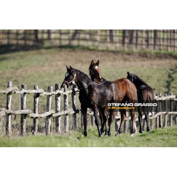 foals in the paddocks of All. I Mandorli Cedri - Peccioli (PI) - 10th nov. 2008 ph. Stefano Grasso