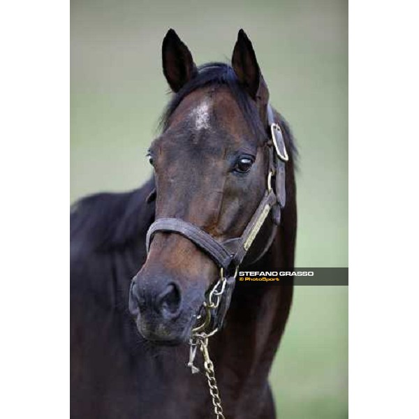 Imprevedibile in the paddocks of All. I Mandorli Cedri - Peccioli (PI) - 10th nov. 2008 ph. Stefano Grasso