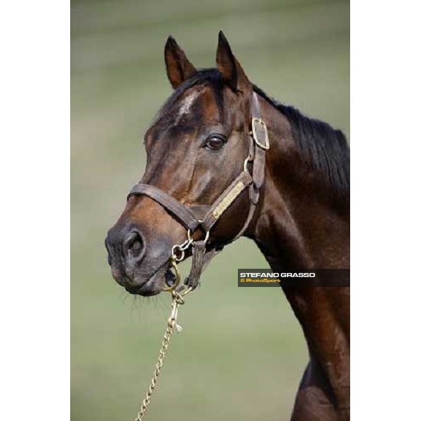 Imprevedibile in the paddocks of All. I Mandorli Cedri - Peccioli (PI) - 10th nov. 2008 ph. Stefano Grasso