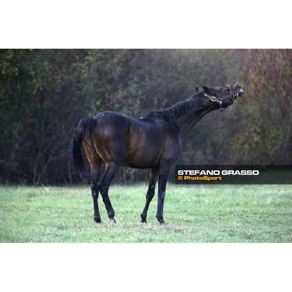 Imprevedibile in the paddocks of All. I Mandorli Cedri - Peccioli (PI) - 10th nov. 2008 ph. Stefano Grasso