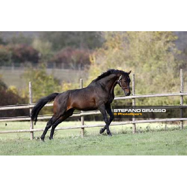 Imprevedibile in the paddocks of All. I Mandorli Cedri - Peccioli (PI) - 10th nov. 2008 ph. Stefano Grasso