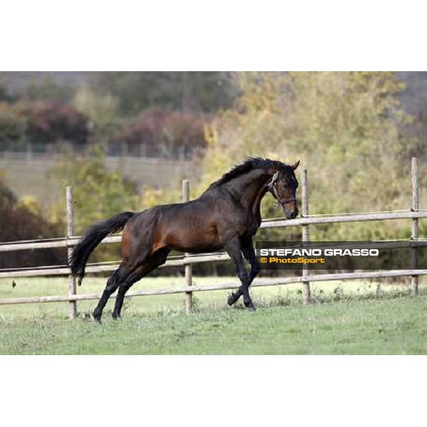 Imprevedibile in the paddocks of All. I Mandorli Cedri - Peccioli (PI) - 10th nov. 2008 ph. Stefano Grasso