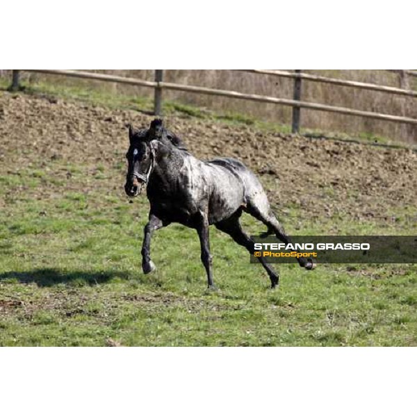 Plumbird at All. I Mandorli Cedri - Peccioli (PI) - 10th nov. 2008 ph. Stefano Grasso