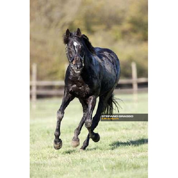 Plumbird at All. I Mandorli Cedri - Peccioli (PI) - 10th nov. 2008 ph. Stefano Grasso